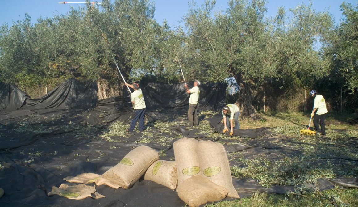 Έκλεψε δύο τόνους ελιές από κτήμα στον Αφάλωνα Μυτιλήνης! 