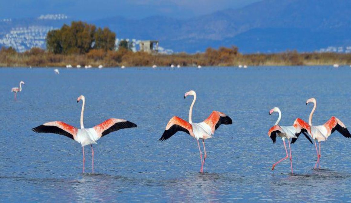 Η Λέσβος στο Δίκτυο Παρακολούθησης Υγρότοπων του WWF