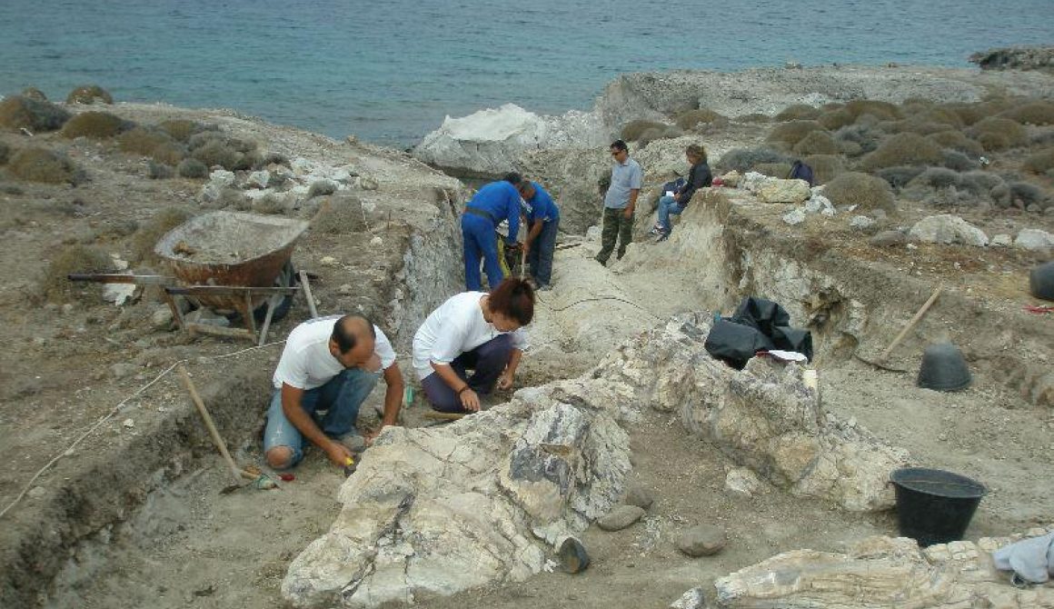 Νέα εντυπωσιακά ευρήματα στο Απολιθωμένο Δάσος Νησίδας Νησιώπης 