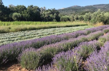 Ο αγρος με ποικιλί αρωματικών φυτών