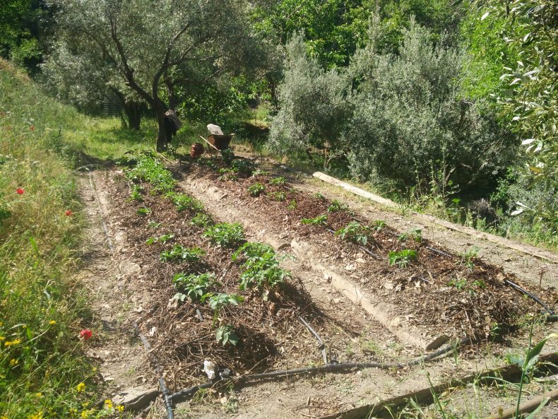 πρωτοφυτεμένα παρτέρια στο λαχανόκηπο