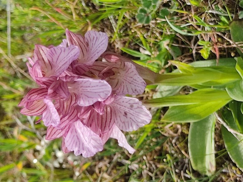 Orchis papilionaceae (7).jpg 