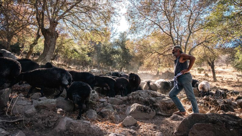 Ο Σταύρος, ένας από τους συνεργαζόμενους τσοπάνηδες, και τα προβατάκια του στα βοσκοτόπια του Περίβολα