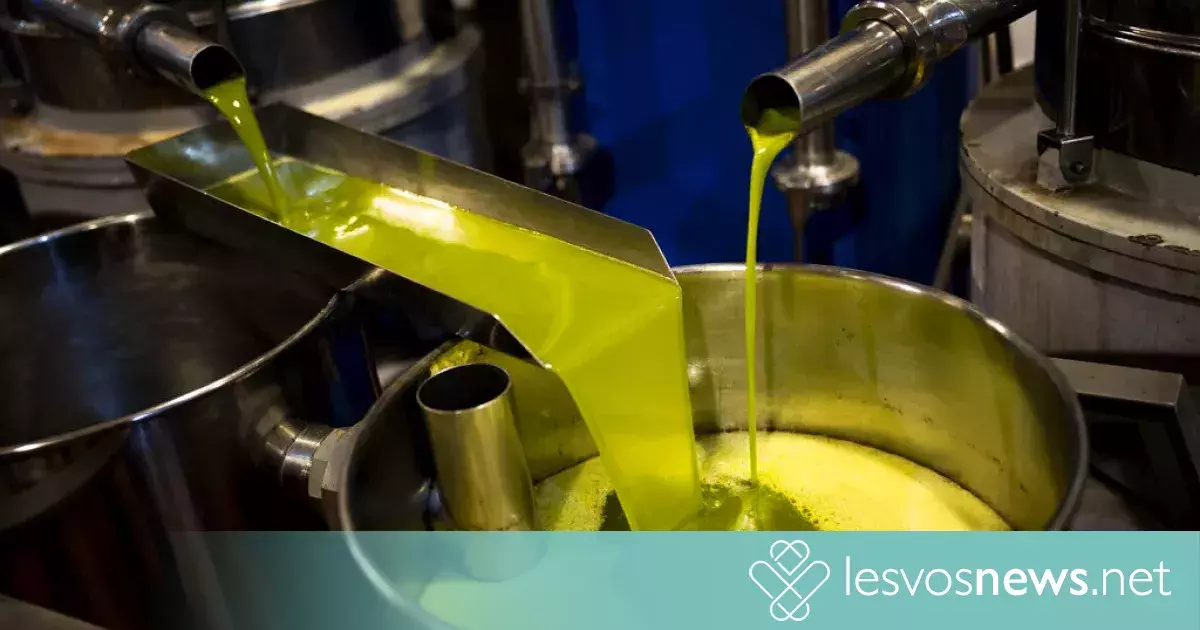 Olive Oil Price and Production Forecast for This Year – What Has Changed in the Last Few Days